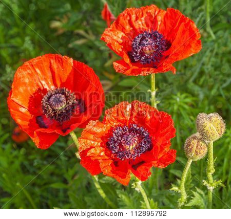 Single Papaver Orientale (oriental Poppy) Is A Perennial Flowering Plant Native To The Caucasus