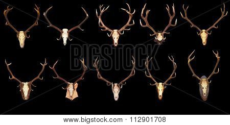 Large Collection Of Hunting Trophies On Black Background