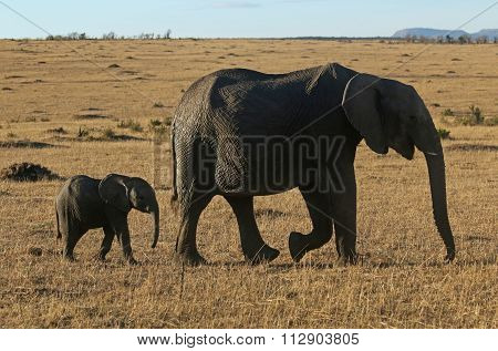 Mother and Calf Elephant walking in the Savannah