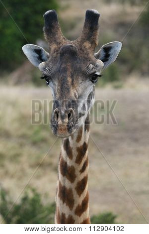 A Giraffe close up