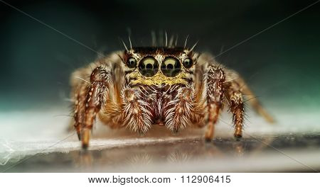 extreme macro detail