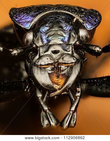 extreme macro deail