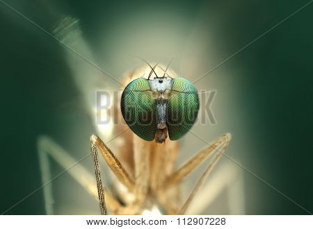 extreme macro detail