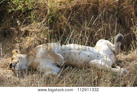 Lioness Sleeping