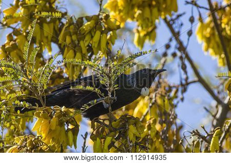 Tui in Kowhai