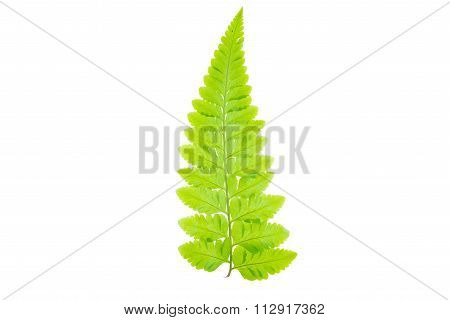 Green Leaf Isolated On White Background