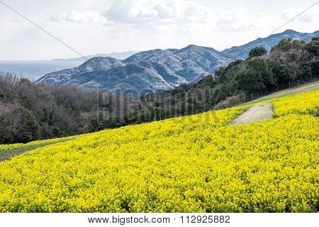 Cole flower field