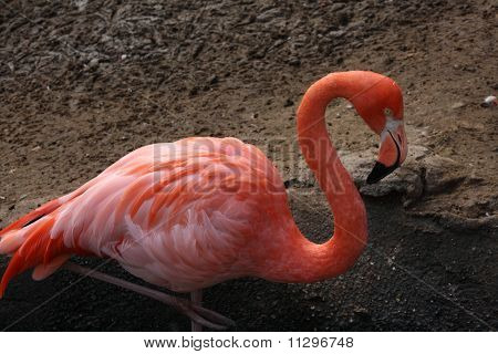 Rosa Flamingo