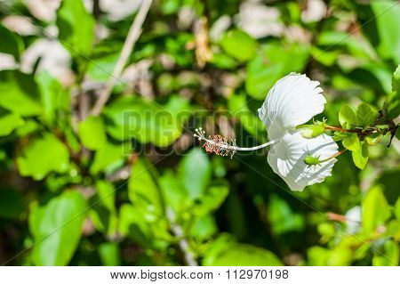 White Hibiscus