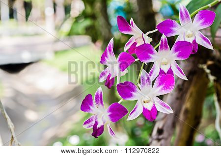 orchid flower in garden