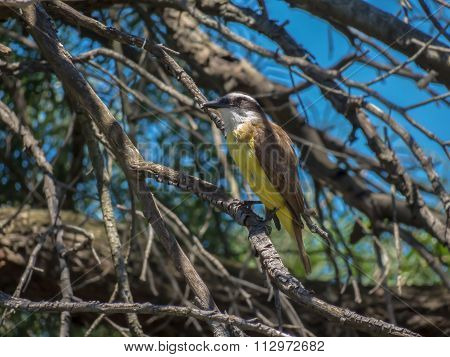 Watching bird