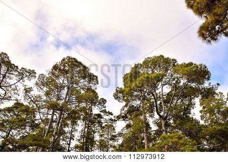 Pine Tree View