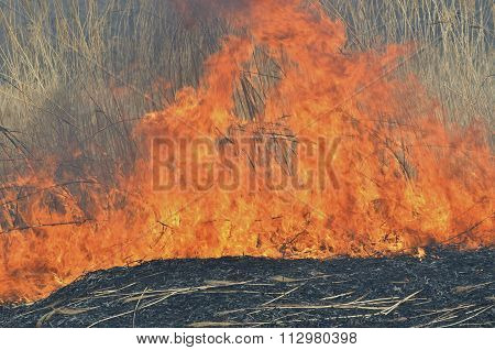 Flame Of Brushfire