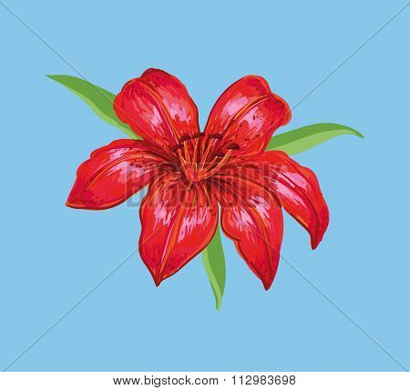Red lily on a blue background