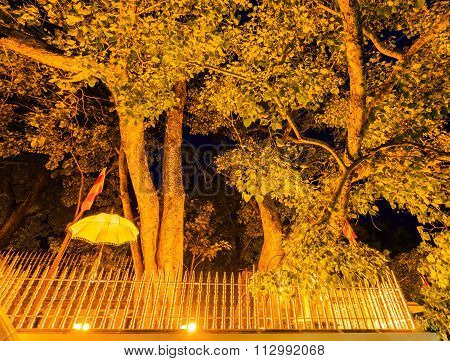Holy Bo Tree In Anuradhapura