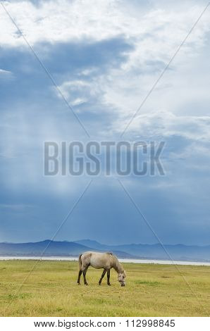 Horse On The Pasture