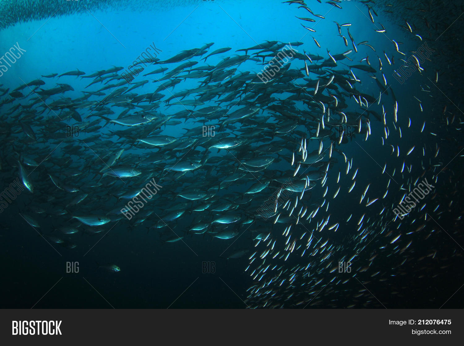 Tuna Fish Underwater Image & Photo (Free Trial) Bigstock