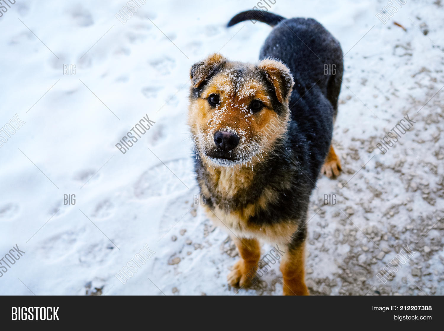Image Preview