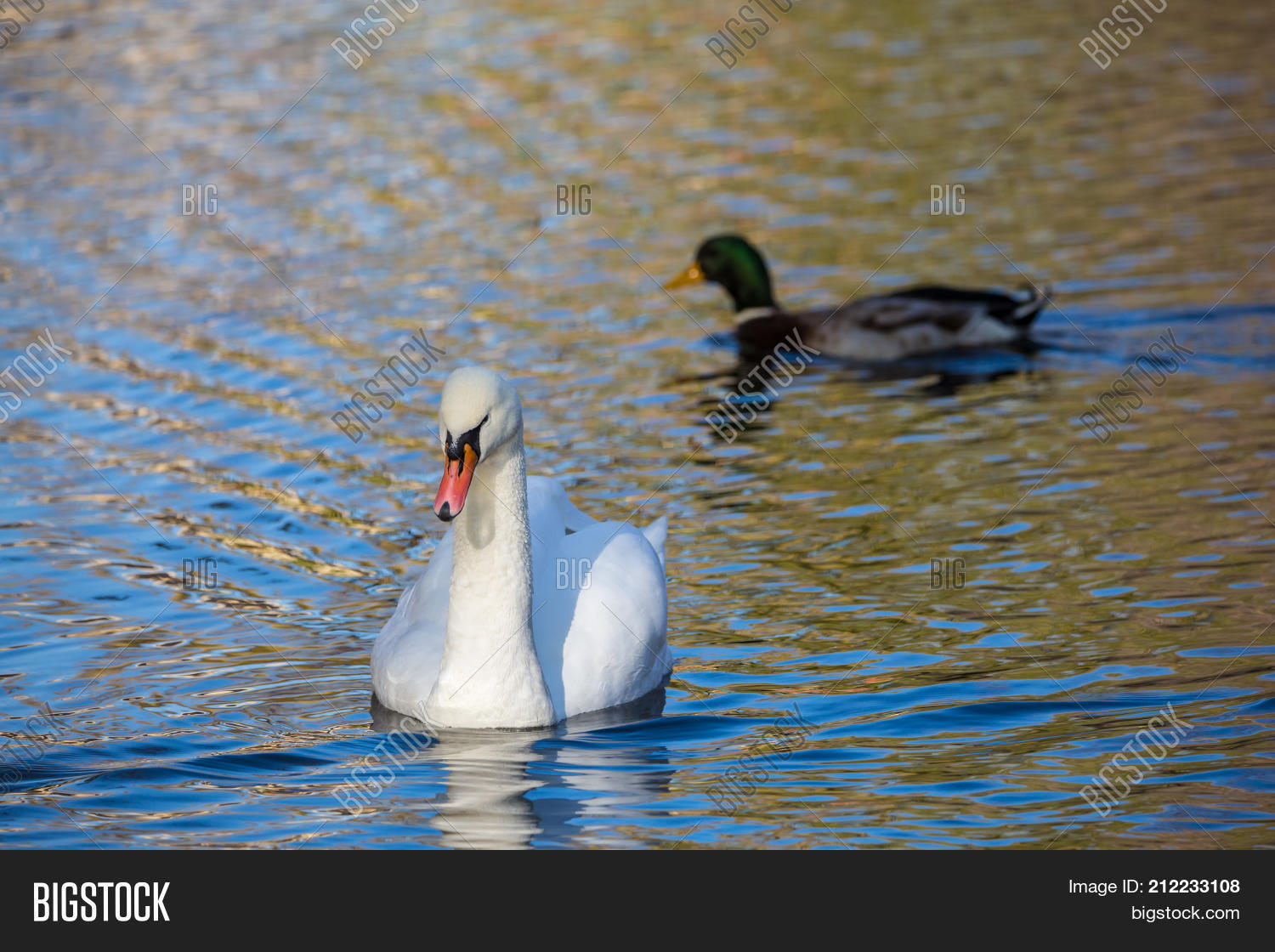 Image Preview