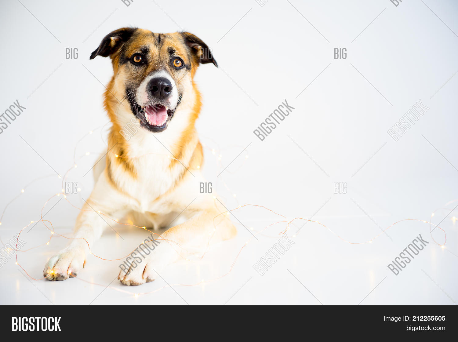 Image Preview