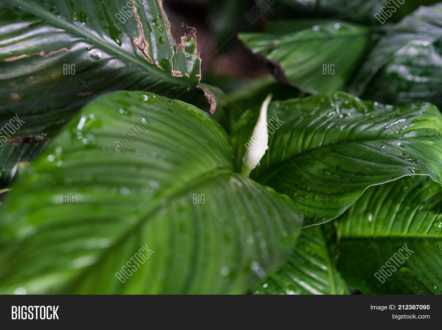 Image Preview