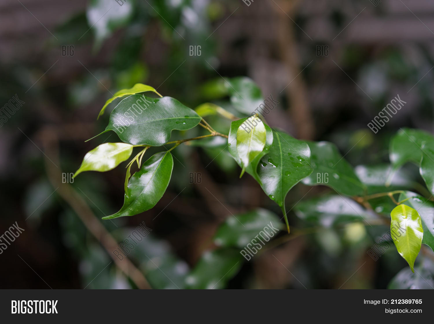 Image Preview