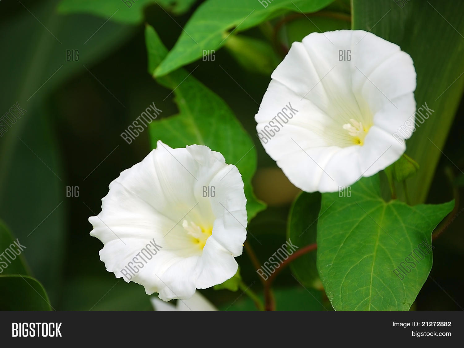 Image Preview