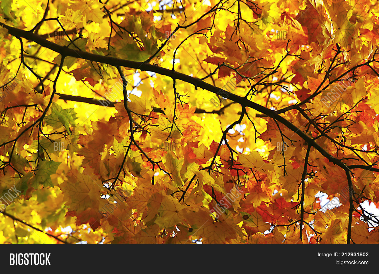 Different Views Autumn Image Photo Free Trial Bigstock The global community for designers and creative professionals. different views autumn image photo