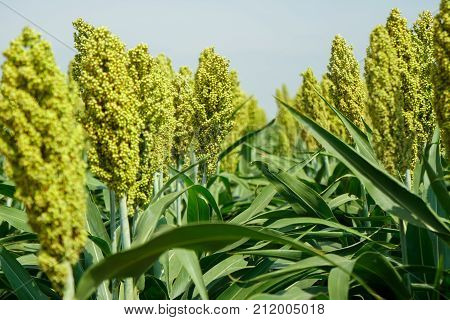 Selective soft focus of Sorghum field in sun light.