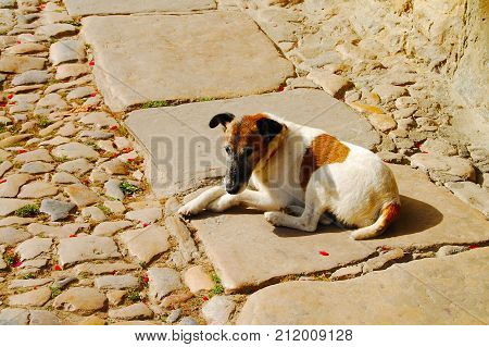 Perro callejero tomando el sol al mediodía en Asturias