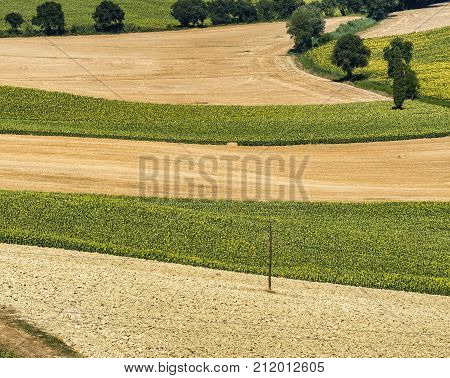 Rural landscape along the road from Montefano to Castelfidardo (Ancona Marches Italy) at summer.