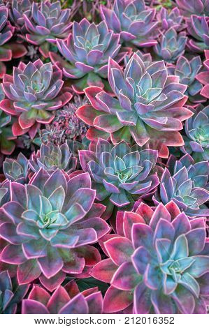 Beautiful succulent plants echeveria succulents arranged on the ground