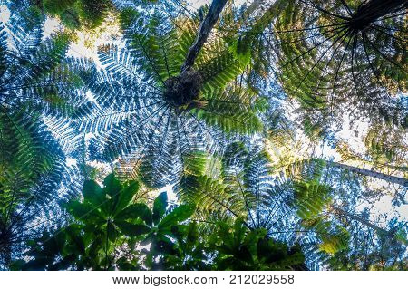 Giant Ferns In Redwood Forest, Rotorua, New Zealand