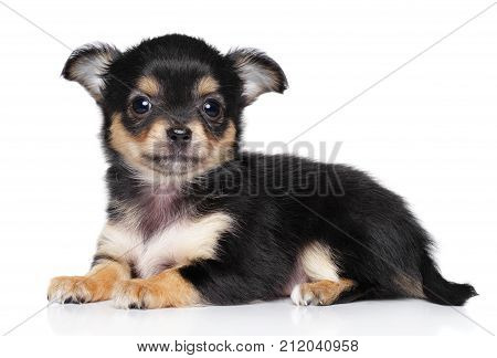 Chiwawa Images Illustrations Vectors Free Bigstock