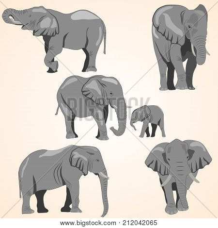 A set of African elephants and a baby elephant. Isolated each object is located on a separate layer light brown background
