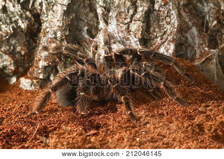 Creepy Mexican red rump tarantula in the terrarium