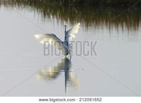 Hybrid Tricoloured Heron X Snowy Egret 03