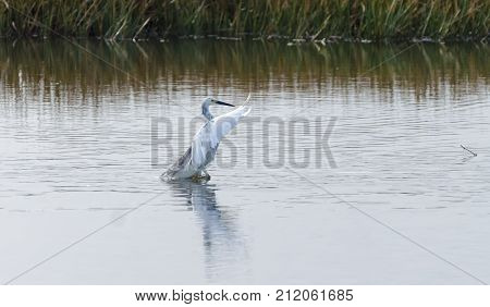 Hybrid Tricoloured Heron X Snowy Egret 06