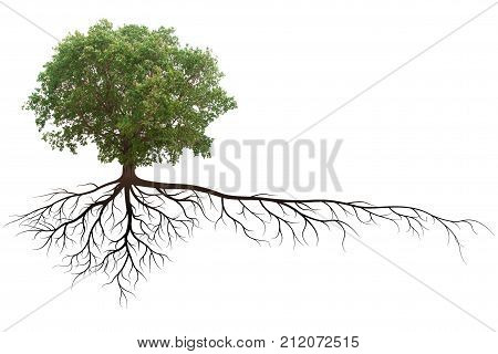 Banyan Tree