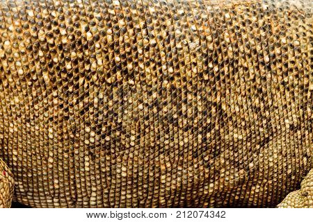 Varanus Bengalensis