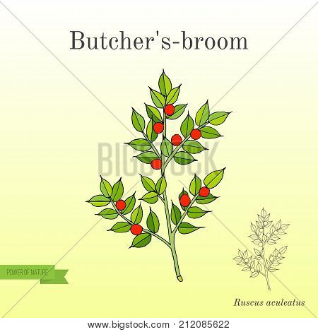Butcher s broom Ruscus aculeatus , or Knee Holly, Christmas Berry - evergreen plant. Hand drawn botanical vector illustration
