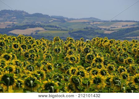 Rural landscape along the road from Appignano to Montecassiano (Ancona Marches Italy) at summer.