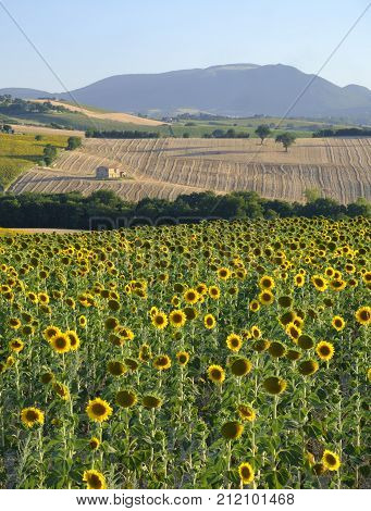 Rural landscape along the road from Filottrano to Appignano (Ancona Marches Italy) at summer.