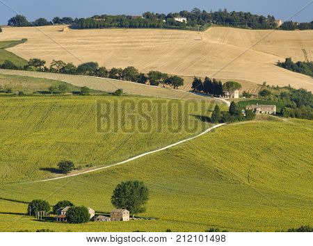 Rural landscape along the road from Filottrano to Appignano (Ancona Marches Italy) at summer.