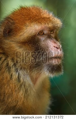 Barbary Macaque (macaca Sylvanus)