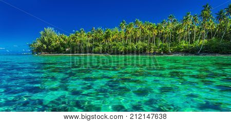 Underwater coral reef next to green tropical island, Moorea, Tahiti, French Polynesia