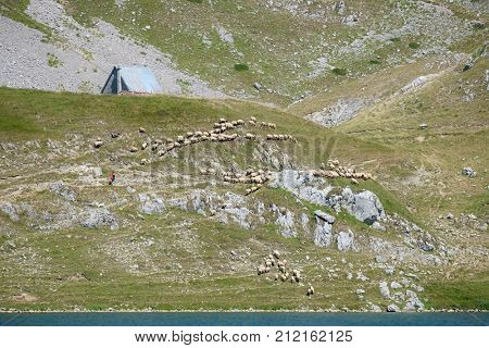 flock of sheep on alpine pasture, Montenegro