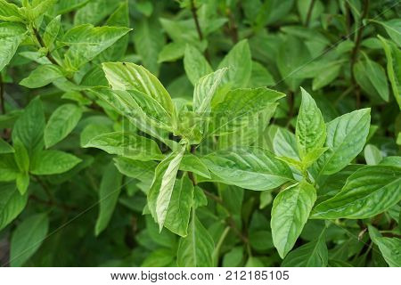 fresh green Ocimum basilicum plant in nature garden
