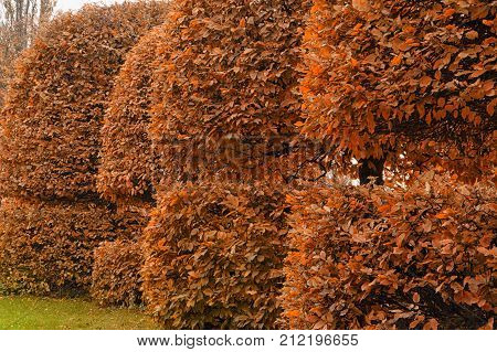 Grab with a rounded crown and yellow leaves in an autumn park background