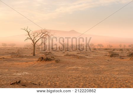 Sossusvlei, Namibia. Acacia Tree And Sand Dunes In Morning Light, Mist And Fog. Namib Desert, Roadtr